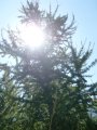 picture thumbnail